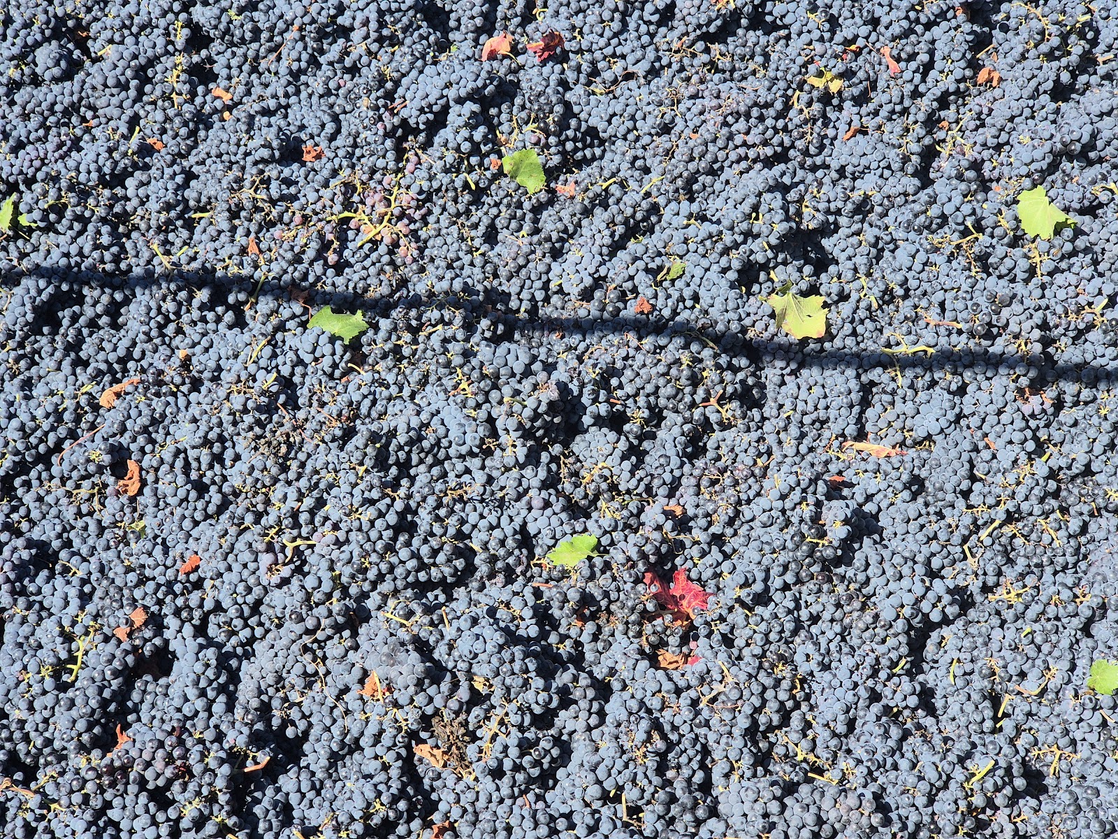 Cabernet Sauvignon Casa Severino